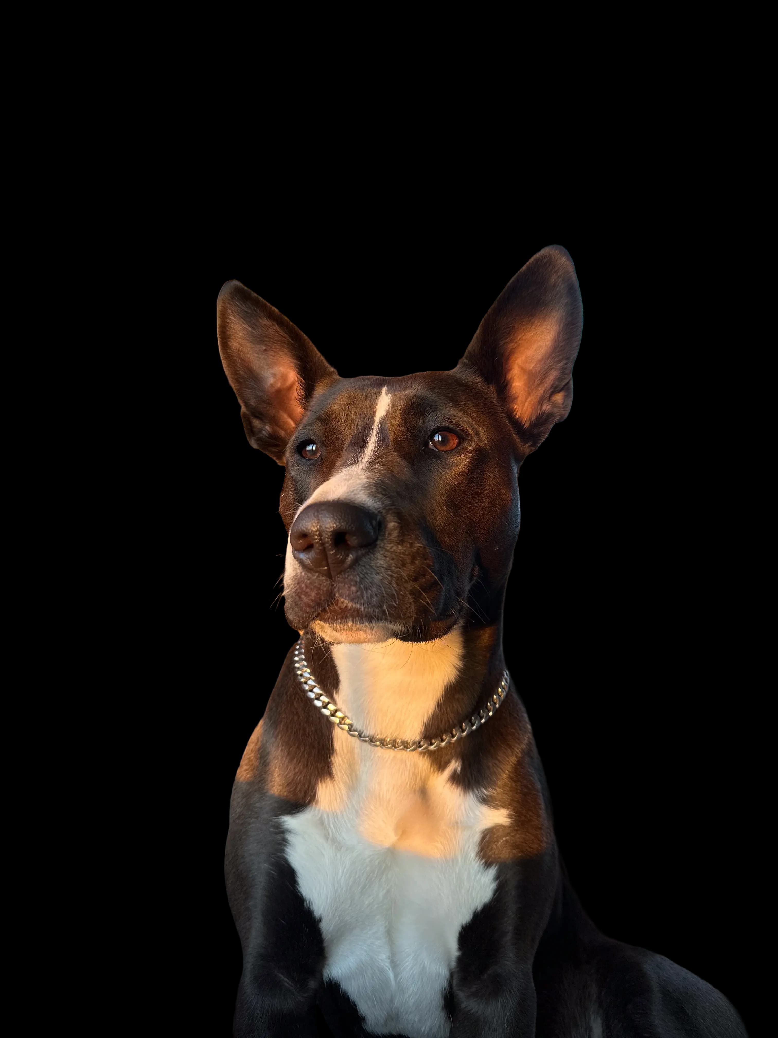 Blije hond die met zijn mens traint